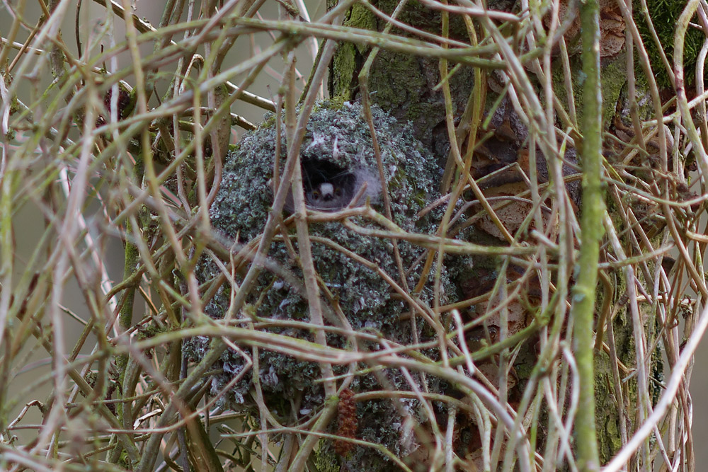 Schwanzmeisen-Nest 